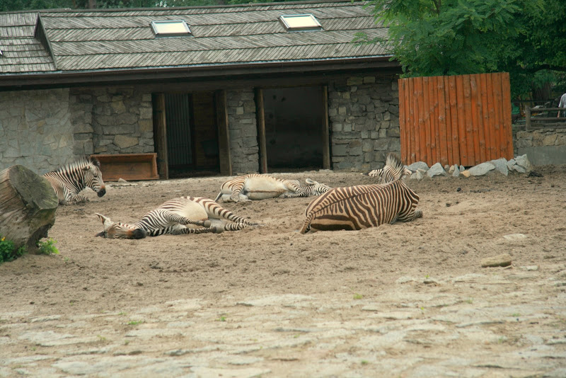 Zoo Wroclaw 2007 r.