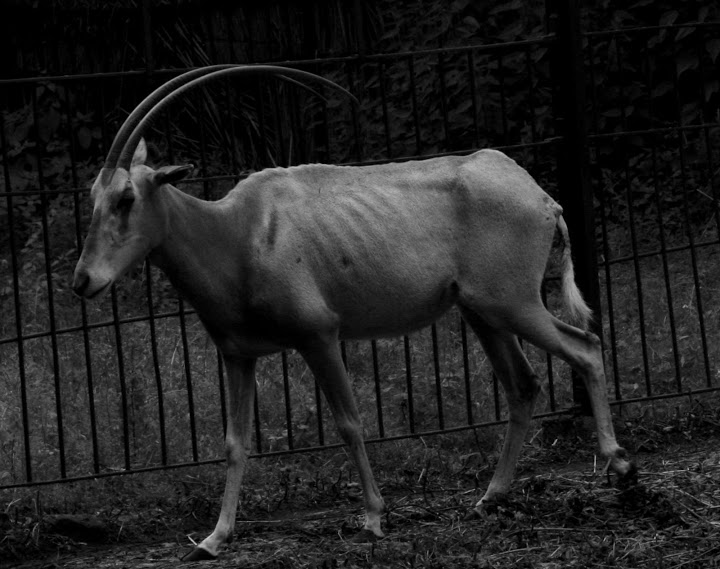 Zoo Wroclaw 2007 r.