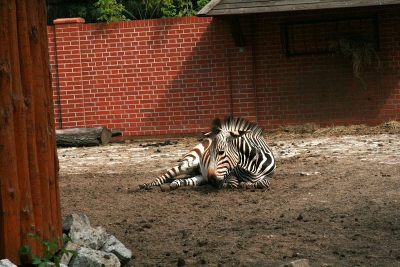 Zoo Wroclaw 2007 r.