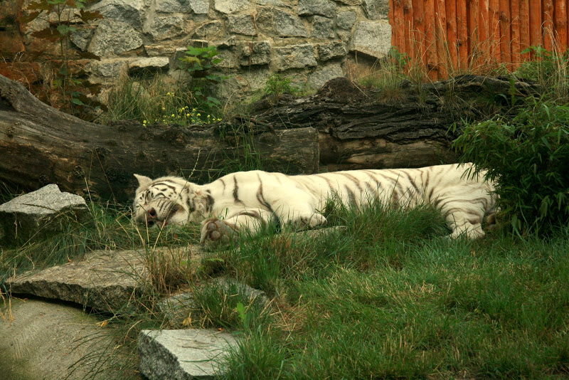 Zoo Wroclaw 2007 r.