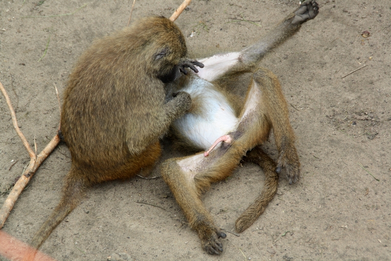 Zoo Wroclaw - RELAXATION