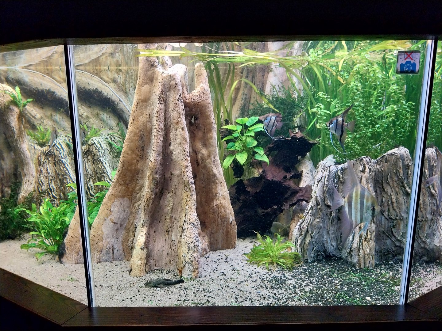 Zoo Zamocs - Cat House - Aquarium - Freshwater Angelfish aquarium