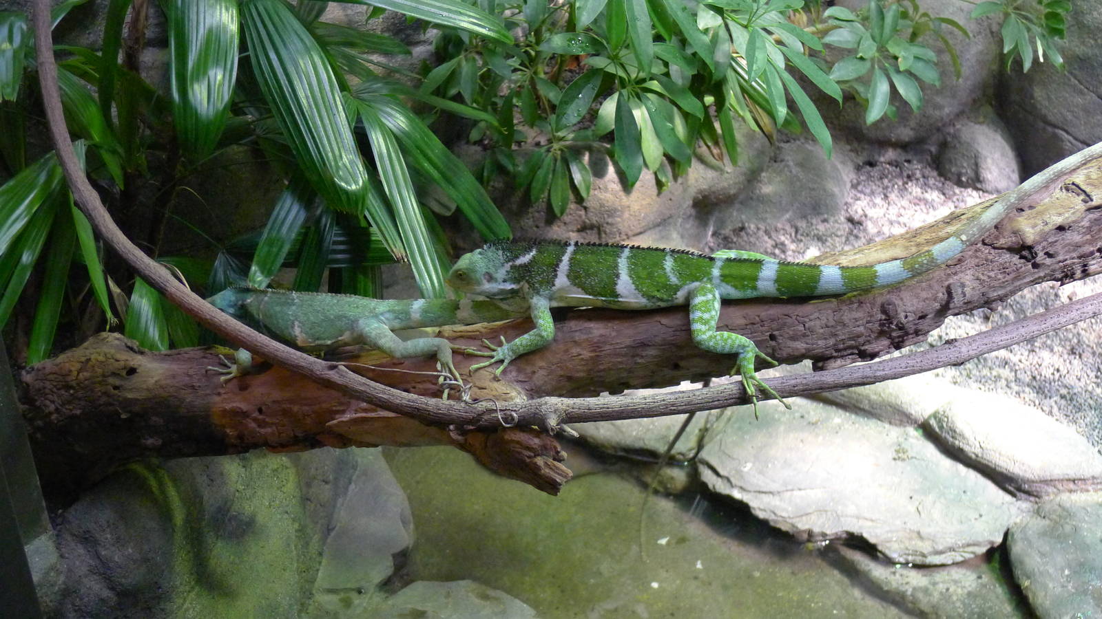 zoo_trip_with_papa_135