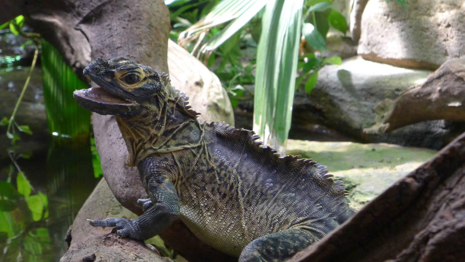 zoo_trip_with_papa_141