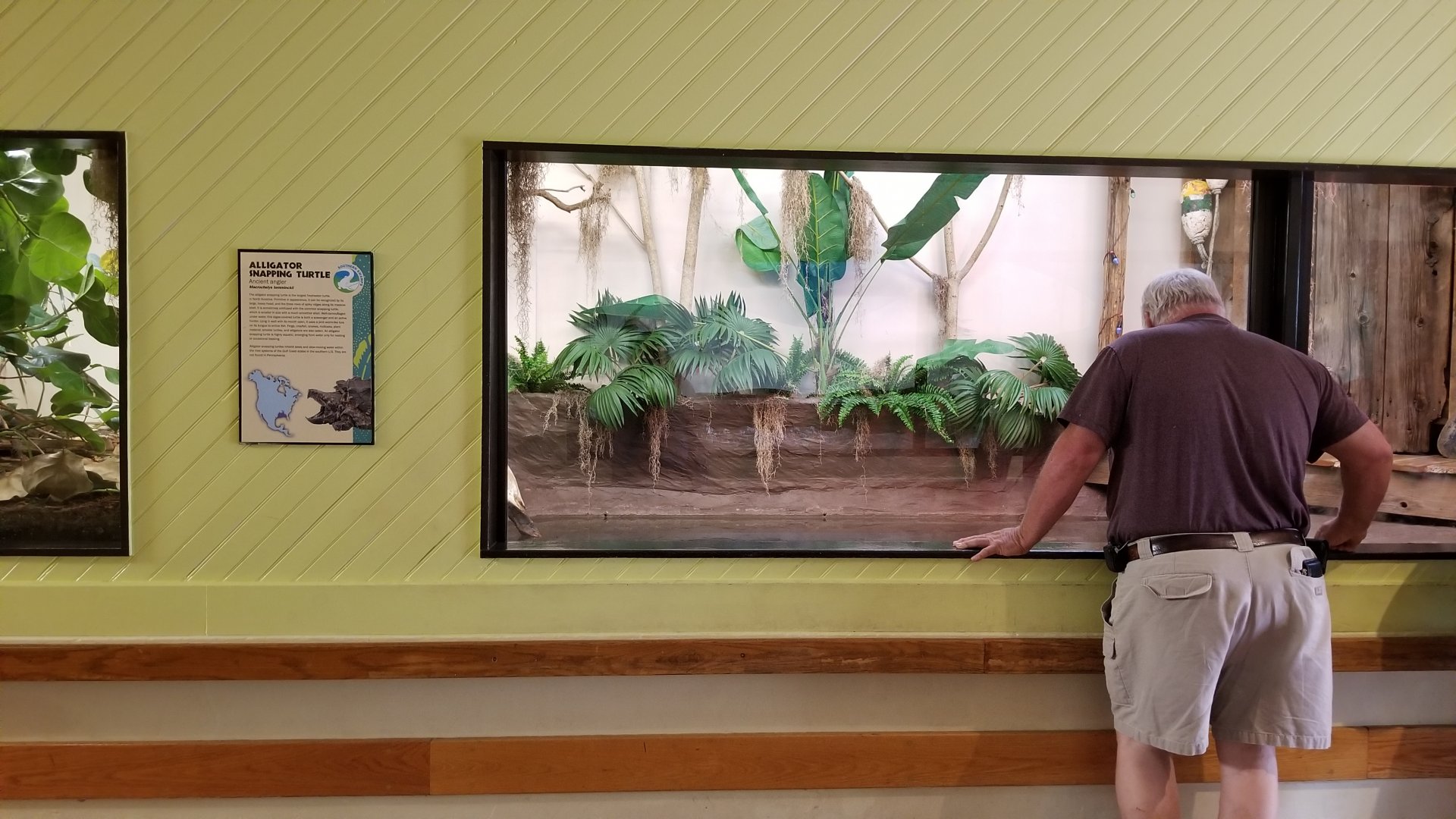 ZooAmerica - alligator snapping turtle