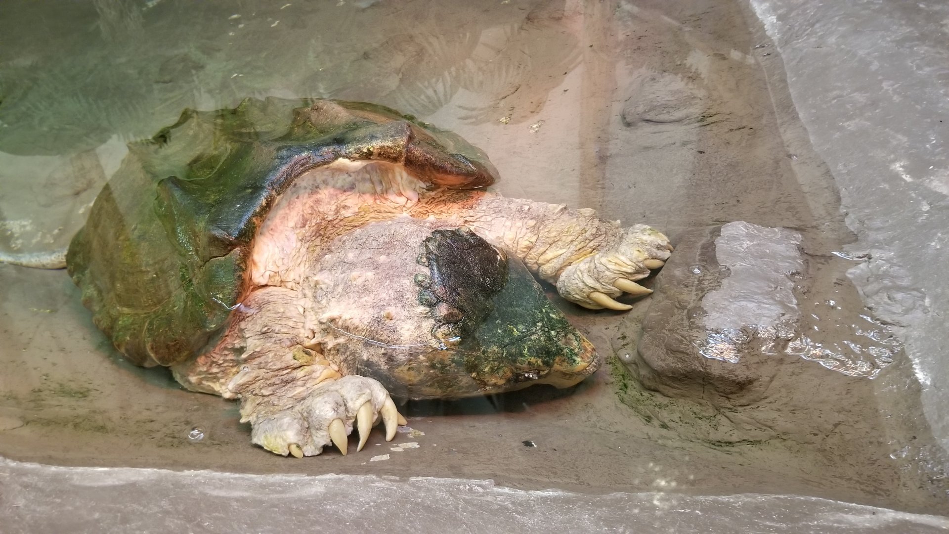 ZooAmerica - alligator snapping turtle