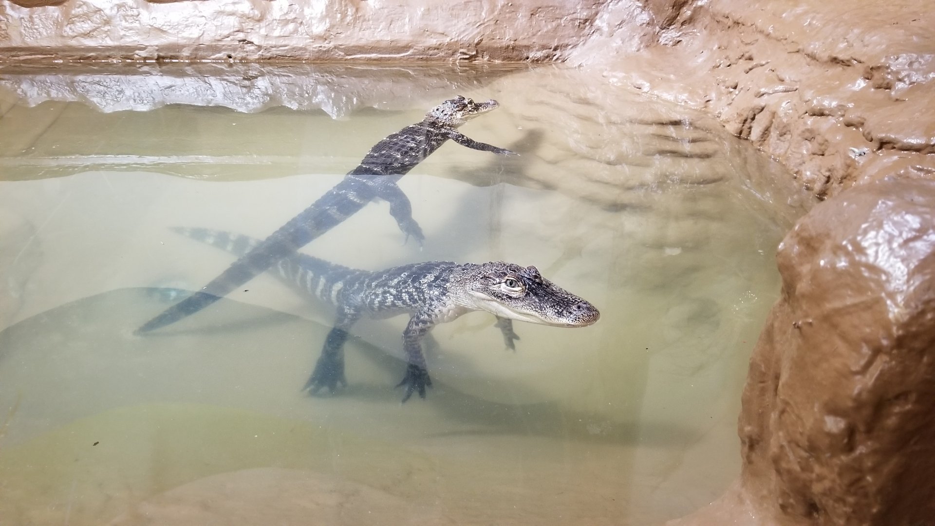 ZooAmerica - american alligators