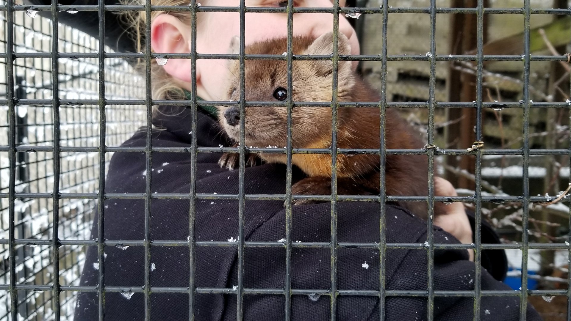 ZooAmerica - American Marten female