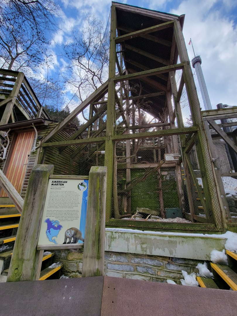 ZooAmerica - American marten from below