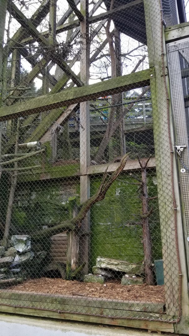 ZooAmerica - American marten