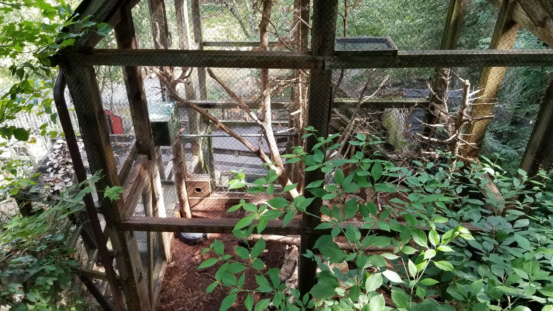 ZooAmerica - american martens, upper part