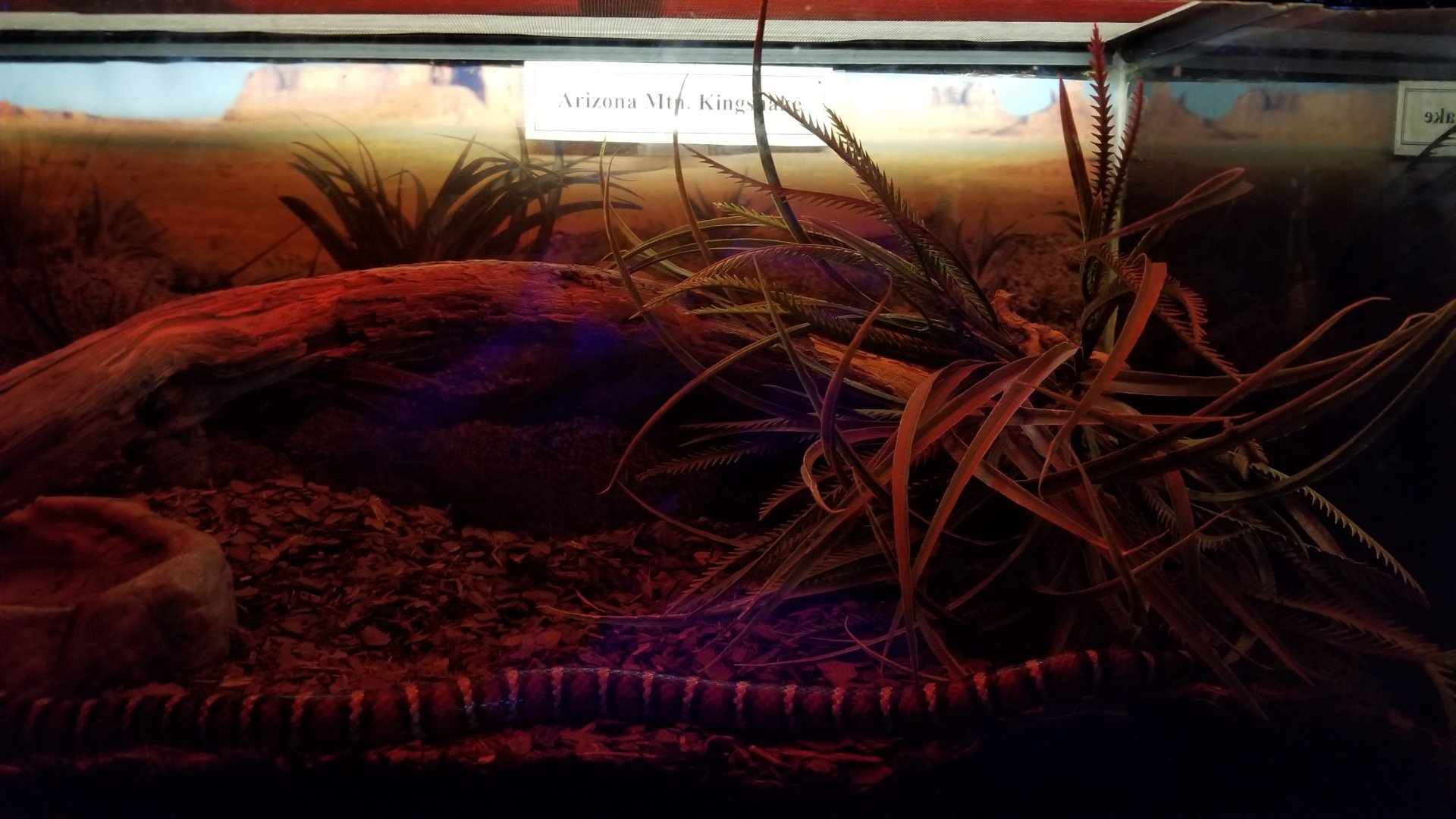 ZooAmerica - Arizona Mountain Kingsnake