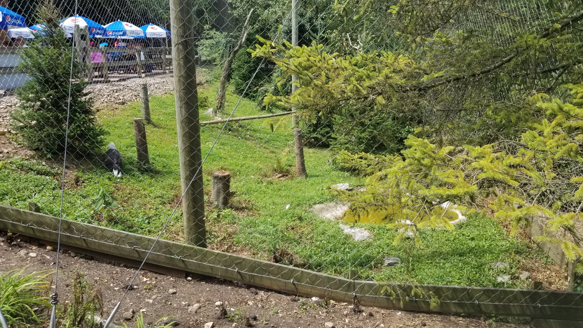 ZooAmerica - Bald eagles