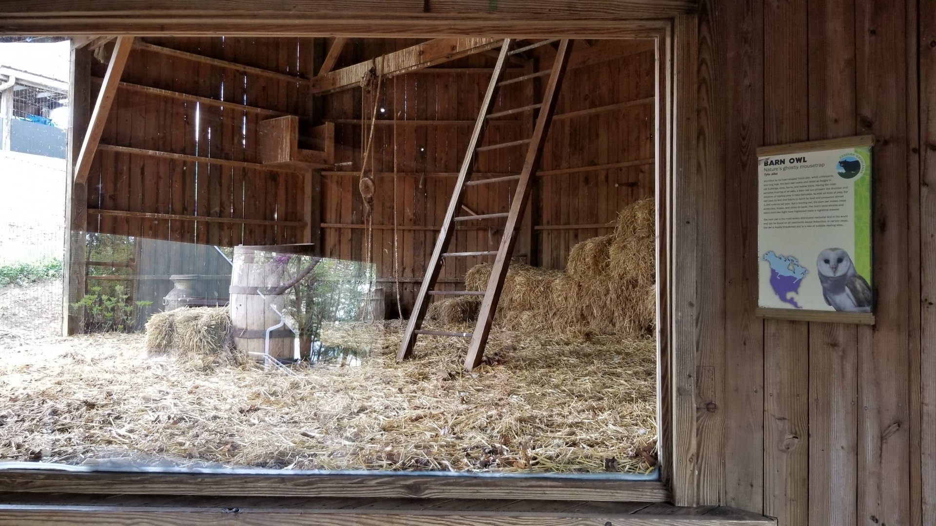 ZooAmerica - Barn Owl