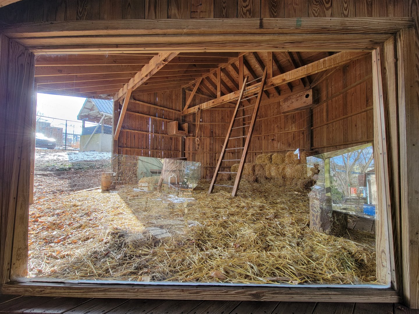 ZooAmerica - Barn owl