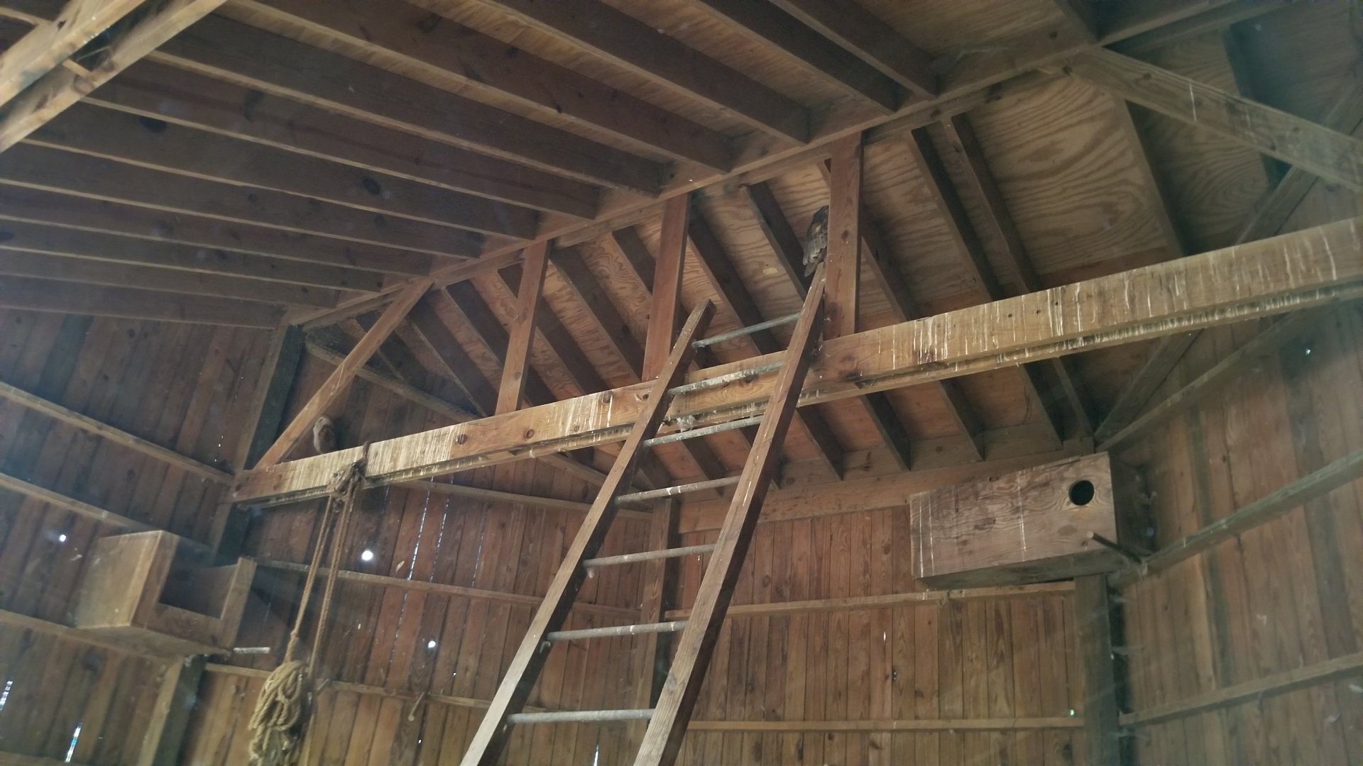 ZooAmerica - Barn Owls