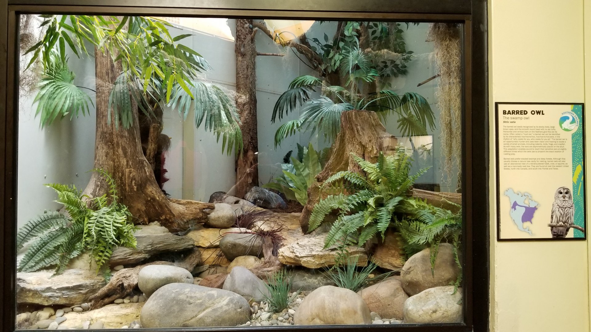 ZooAmerica - barred owl exhibit