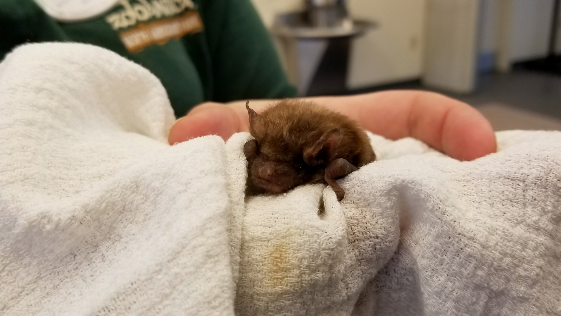 ZooAmerica - Big Brown Bat, education building