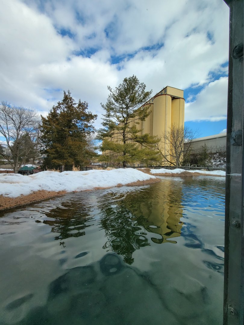 ZooAmerica - Black bear pool, chocolate factory behind zoo