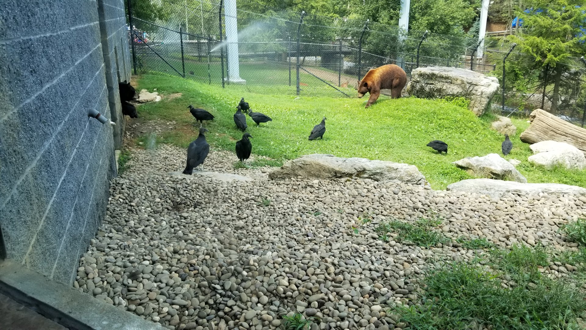 ZooAmerica - Black bears