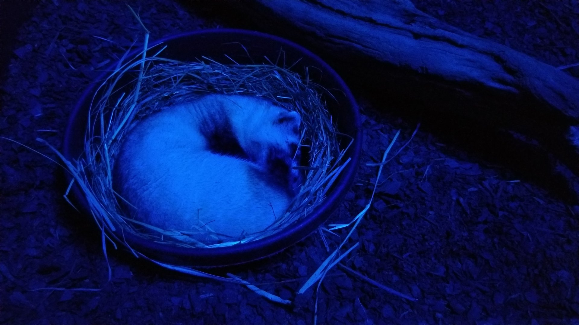 ZooAmerica - Blackfooted Ferret