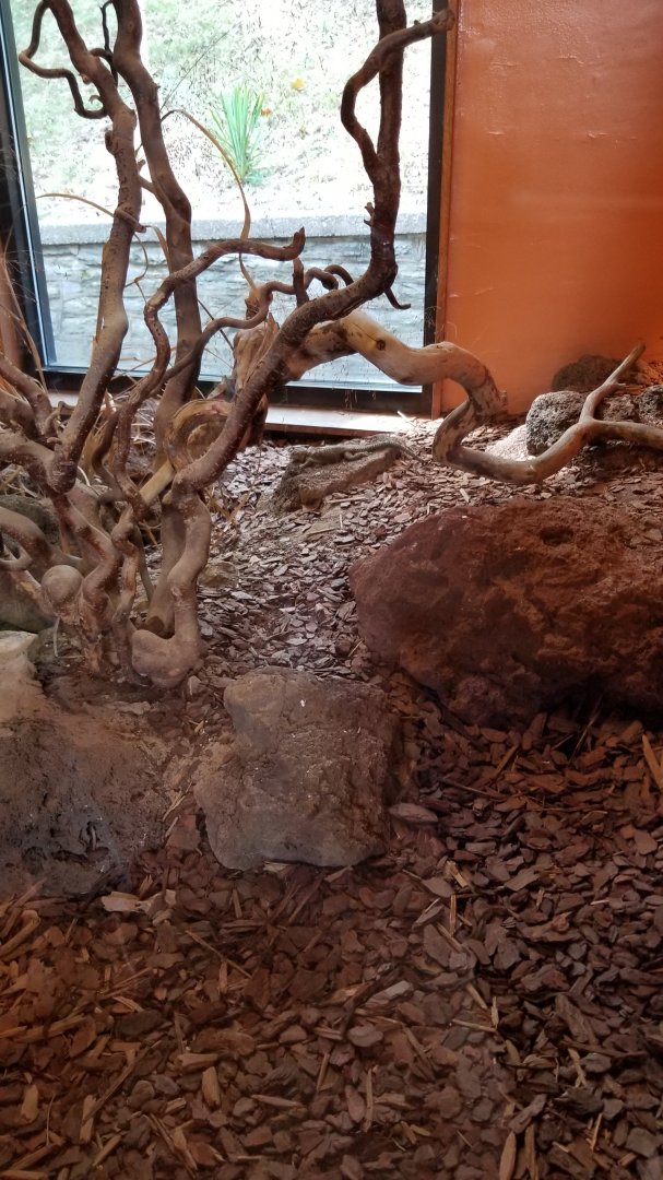 ZooAmerica - Blue Spiny Lizard