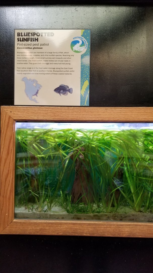 ZooAmerica - bluespotted sunfish