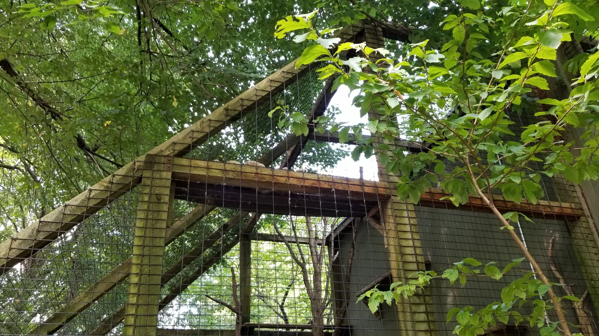 ZooAmerica - Bobcat sleeping