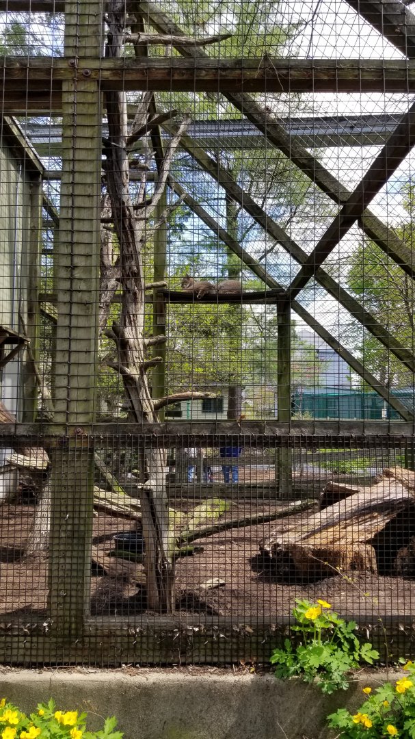ZooAmerica - Bobcats, a bunch of trees have been cut down