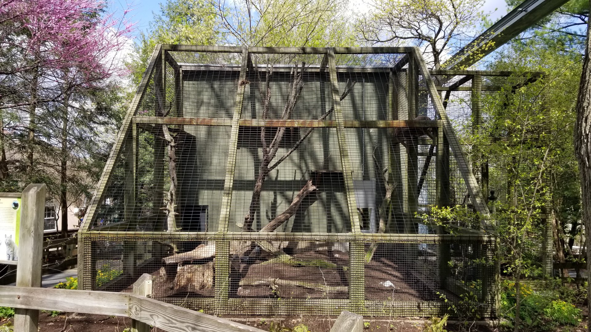 ZooAmerica - Bobcats from front