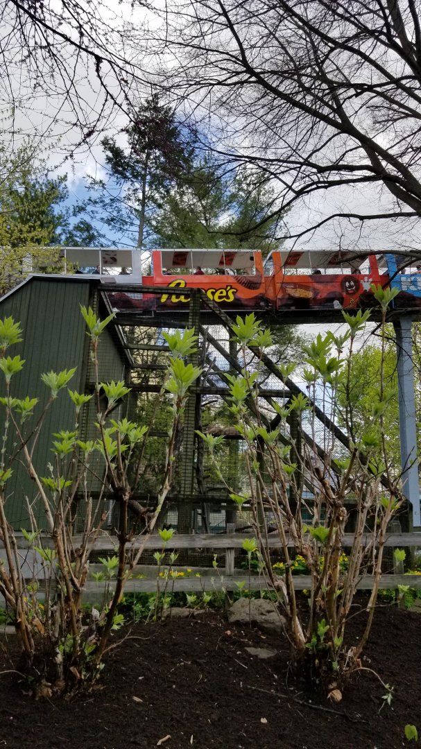 ZooAmerica - Bobcats with monorail going by