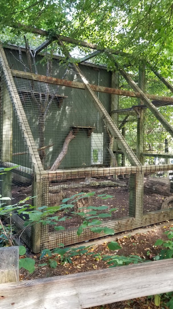 ZooAmerica - Bobcats