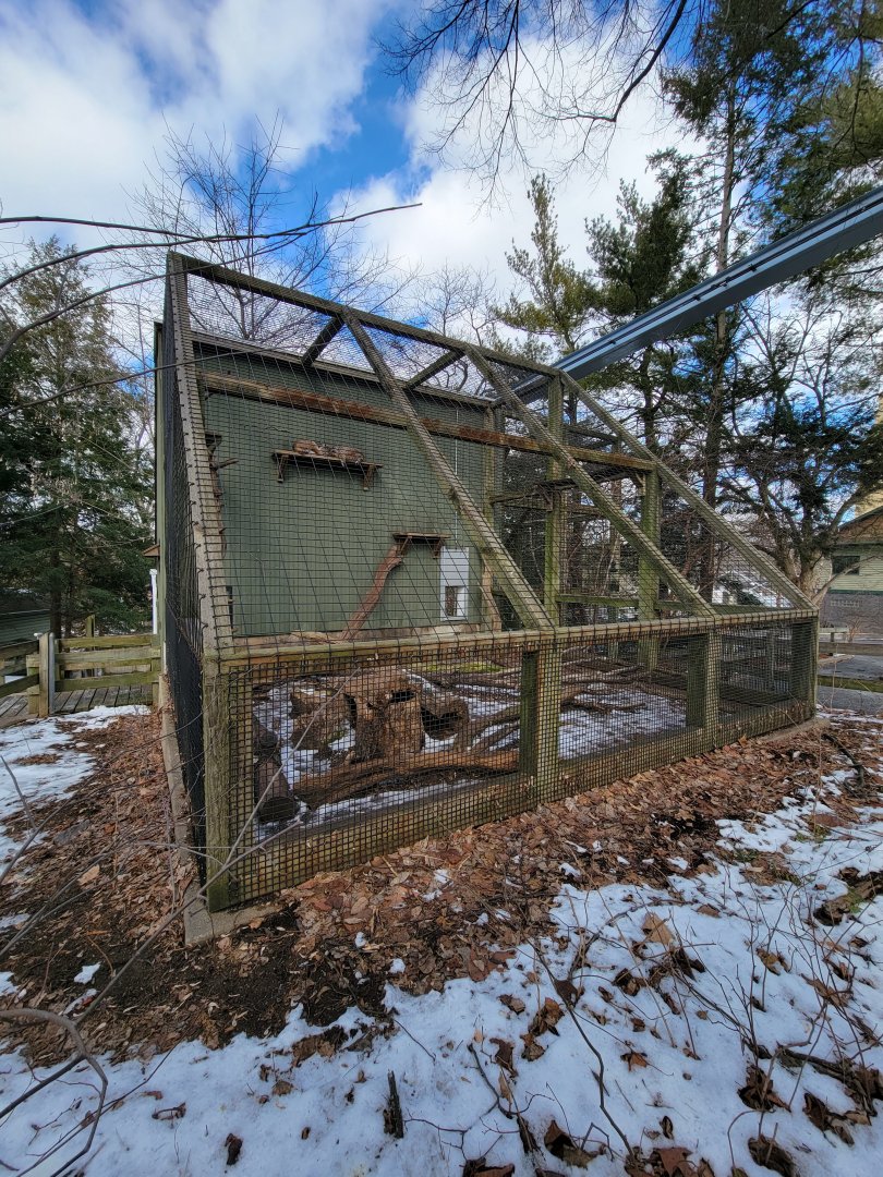 ZooAmerica - Bobcats