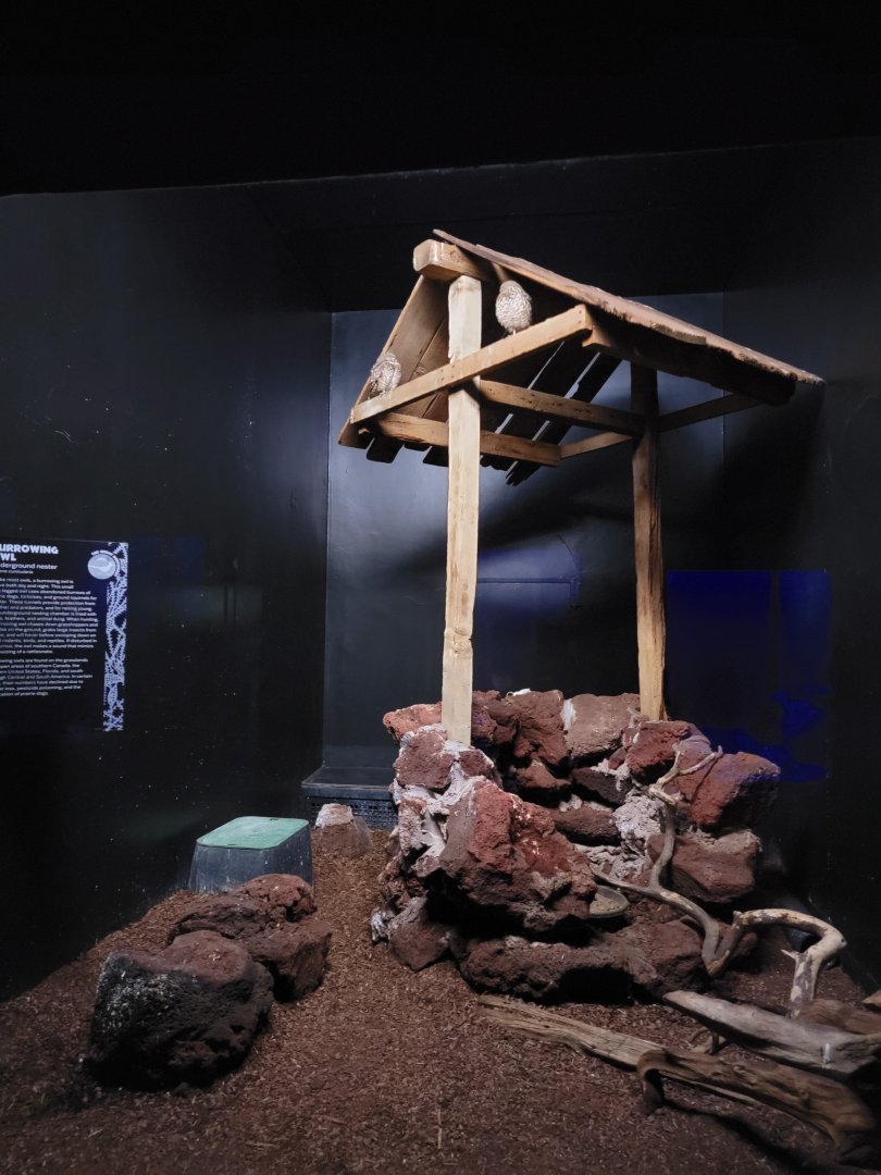 ZooAmerica - Burrowing owls, next to ringtails