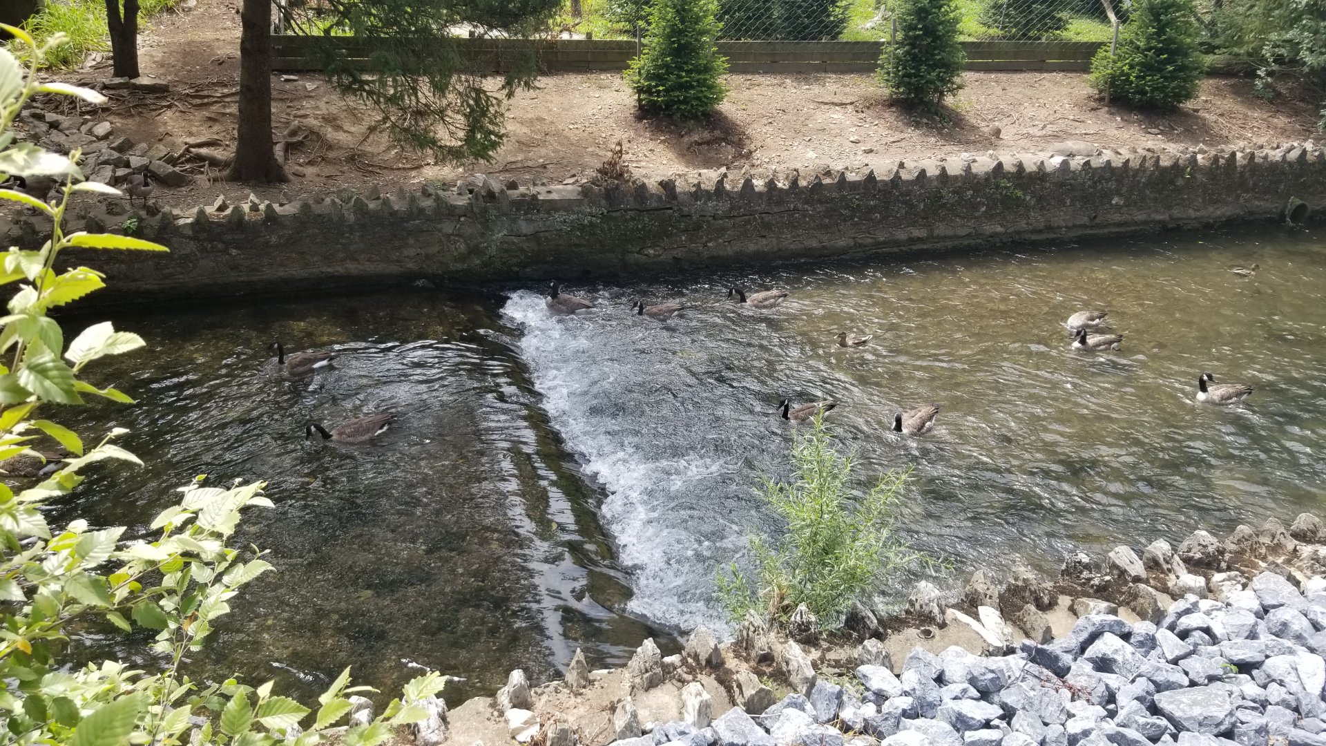 ZooAmerica - Canada Geese in stream