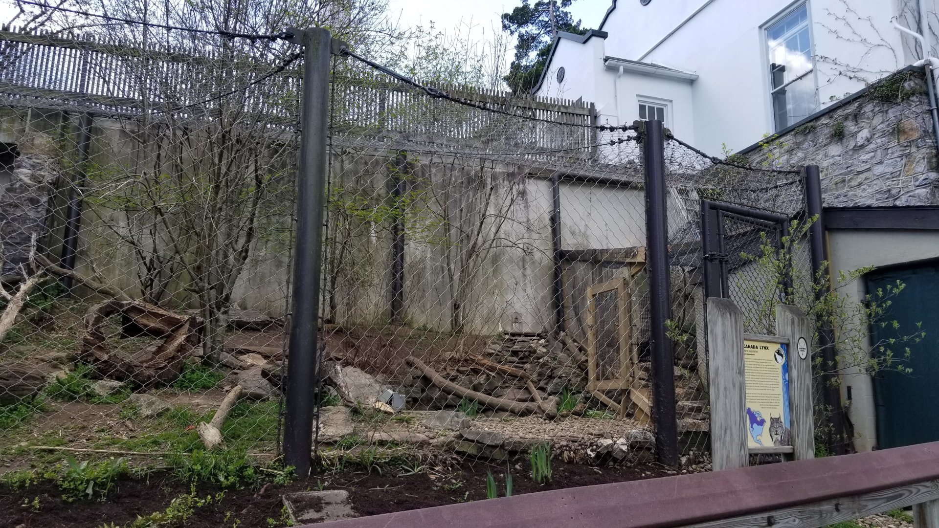 ZooAmerica - Canada lynx, right end