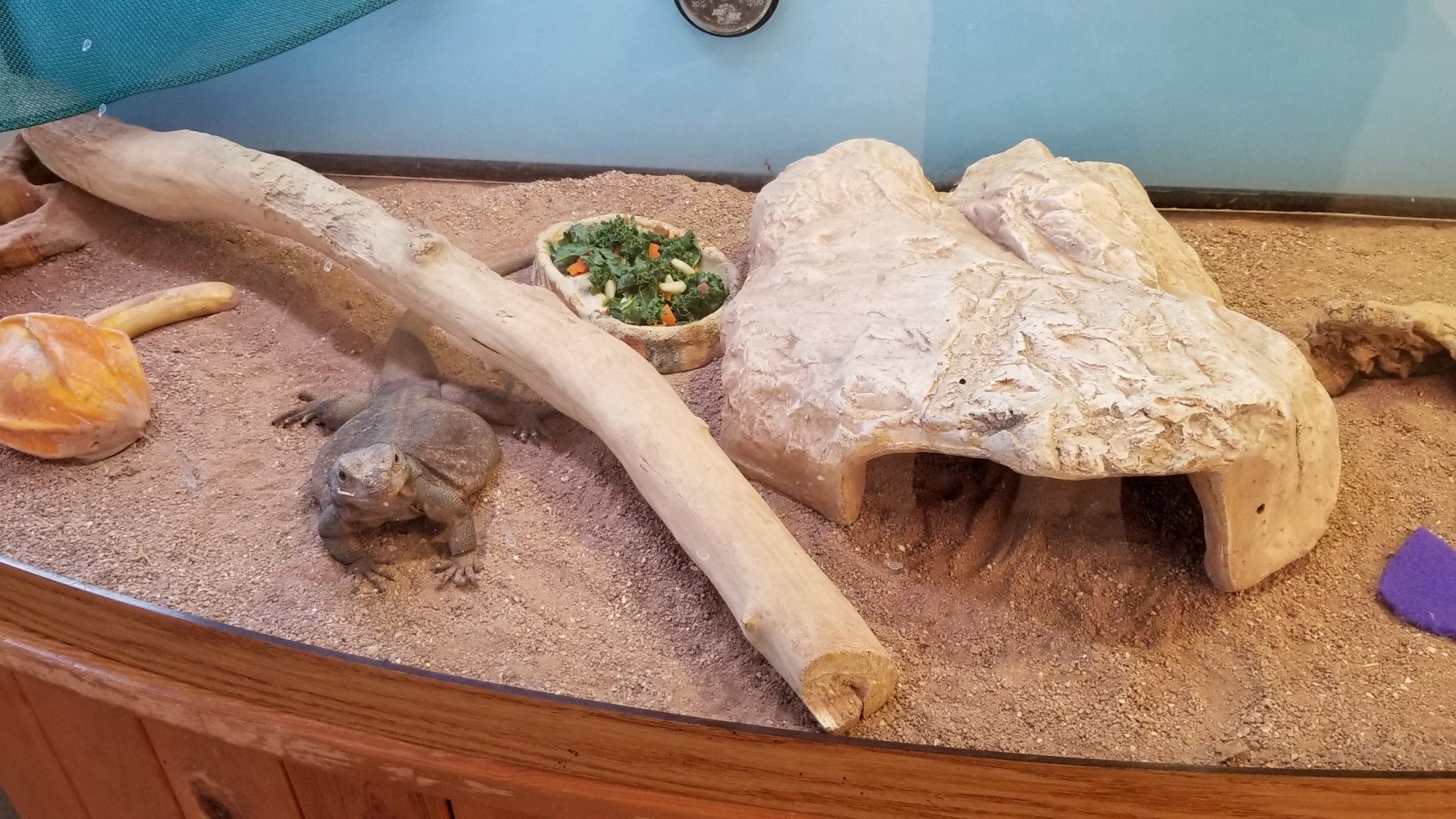 ZooAmerica - Chuckwalla, education building