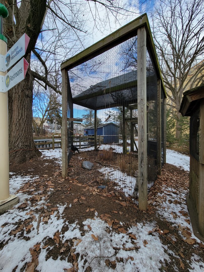 ZooAmerica - Common raven