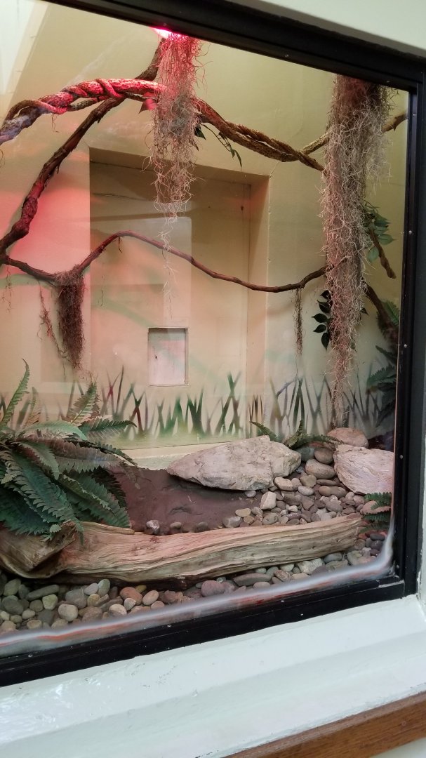 ZooAmerica - corn snake exhibit