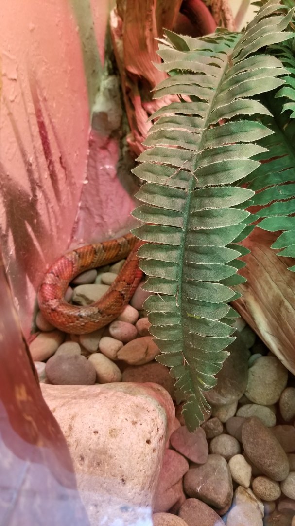 ZooAmerica - corn snake