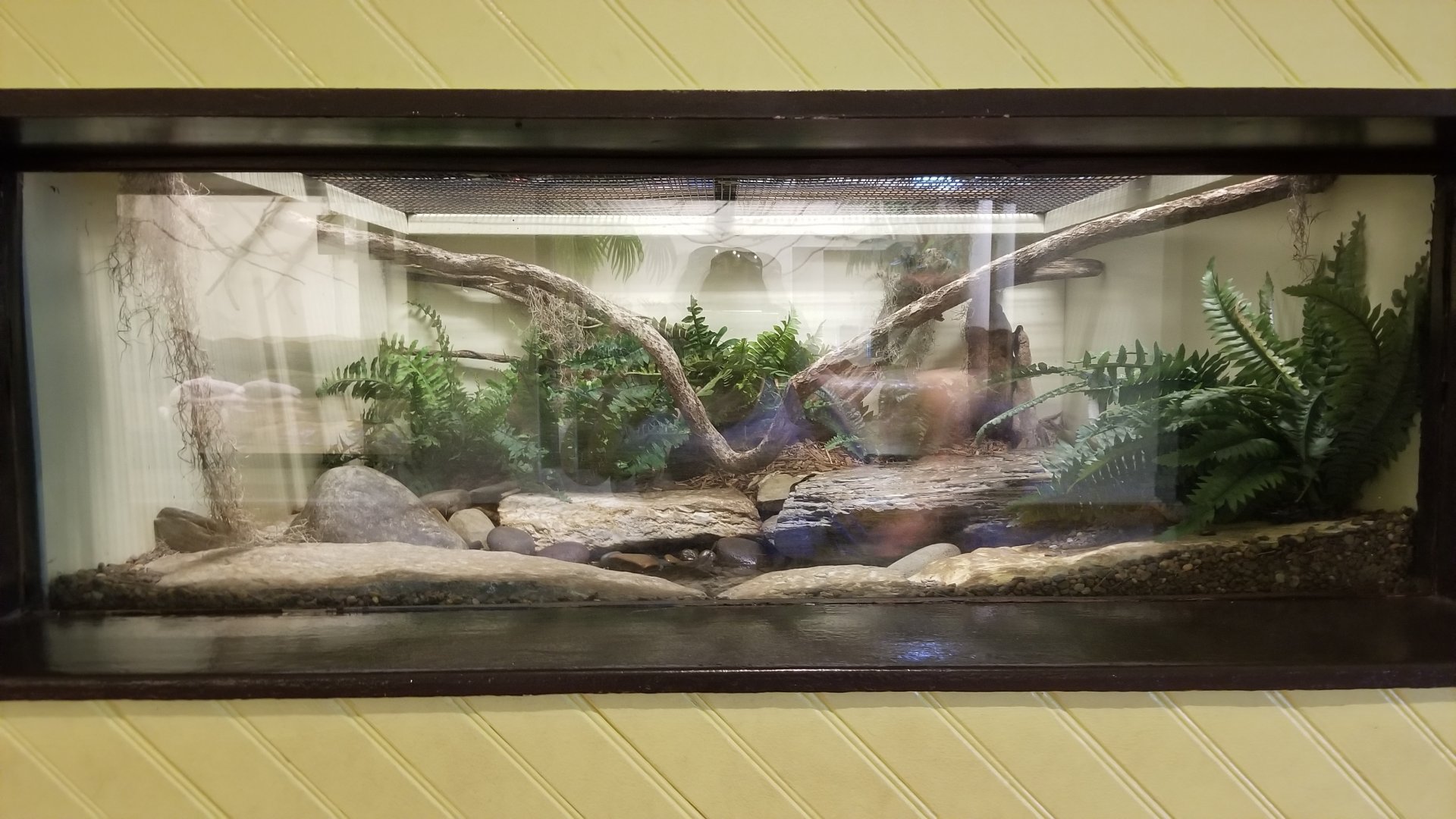 ZooAmerica - Cottonmouth exhibit