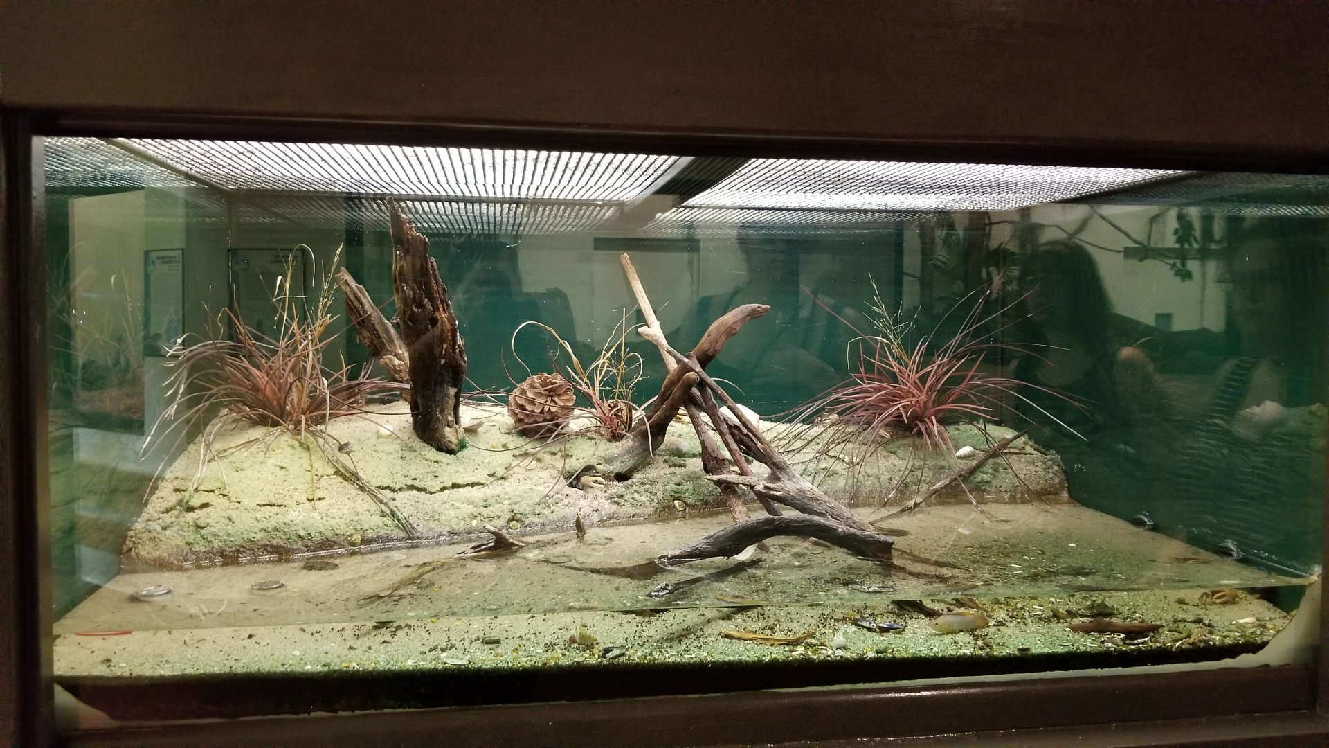 ZooAmerica - crabs and one fish