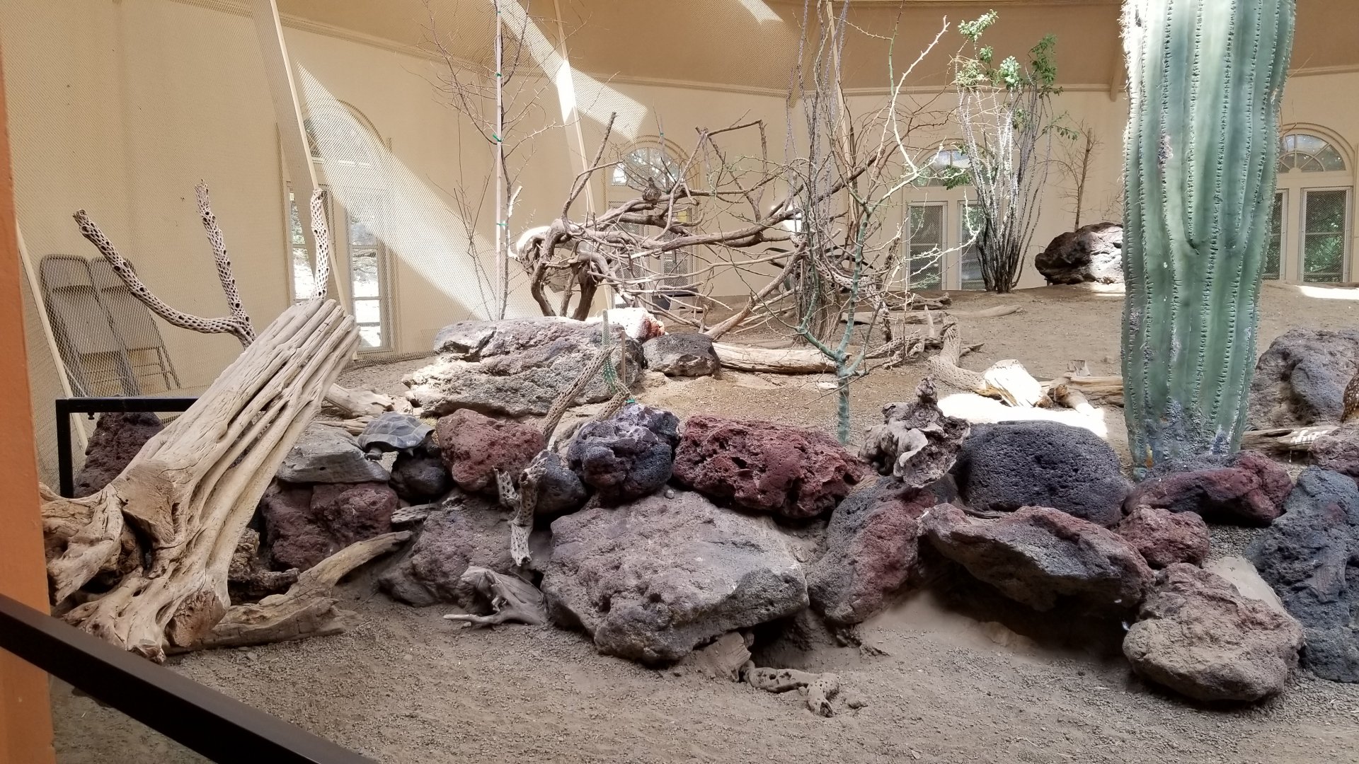 ZooAmerica - Desert tortoise climbing out!