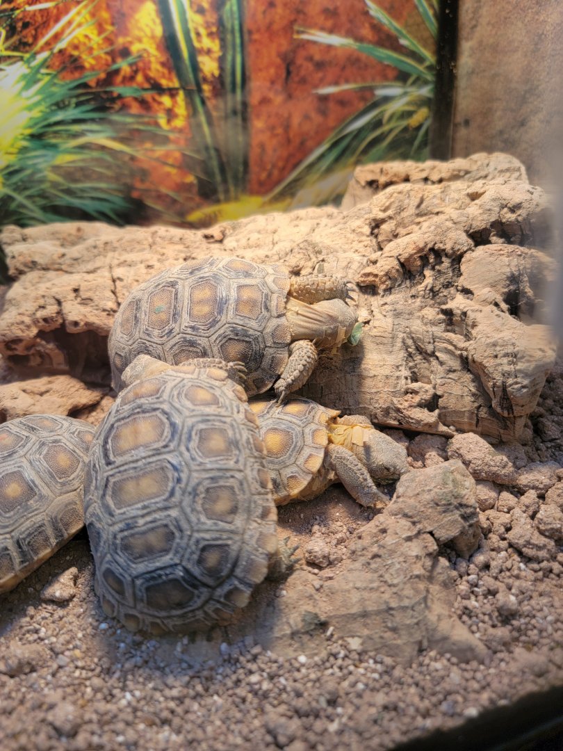 ZooAmerica - Desert tortoises, born Sept 22 2021