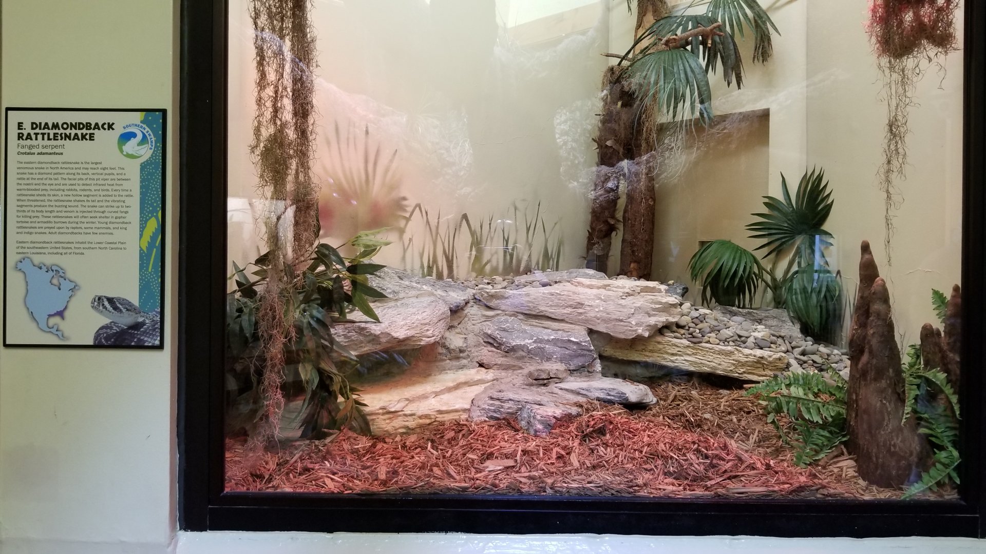 ZooAmerica - eastern diamondback exhibit