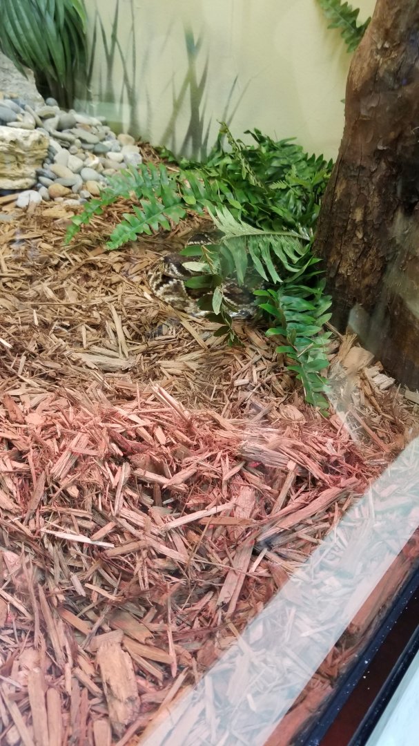 ZooAmerica - eastern diamondback