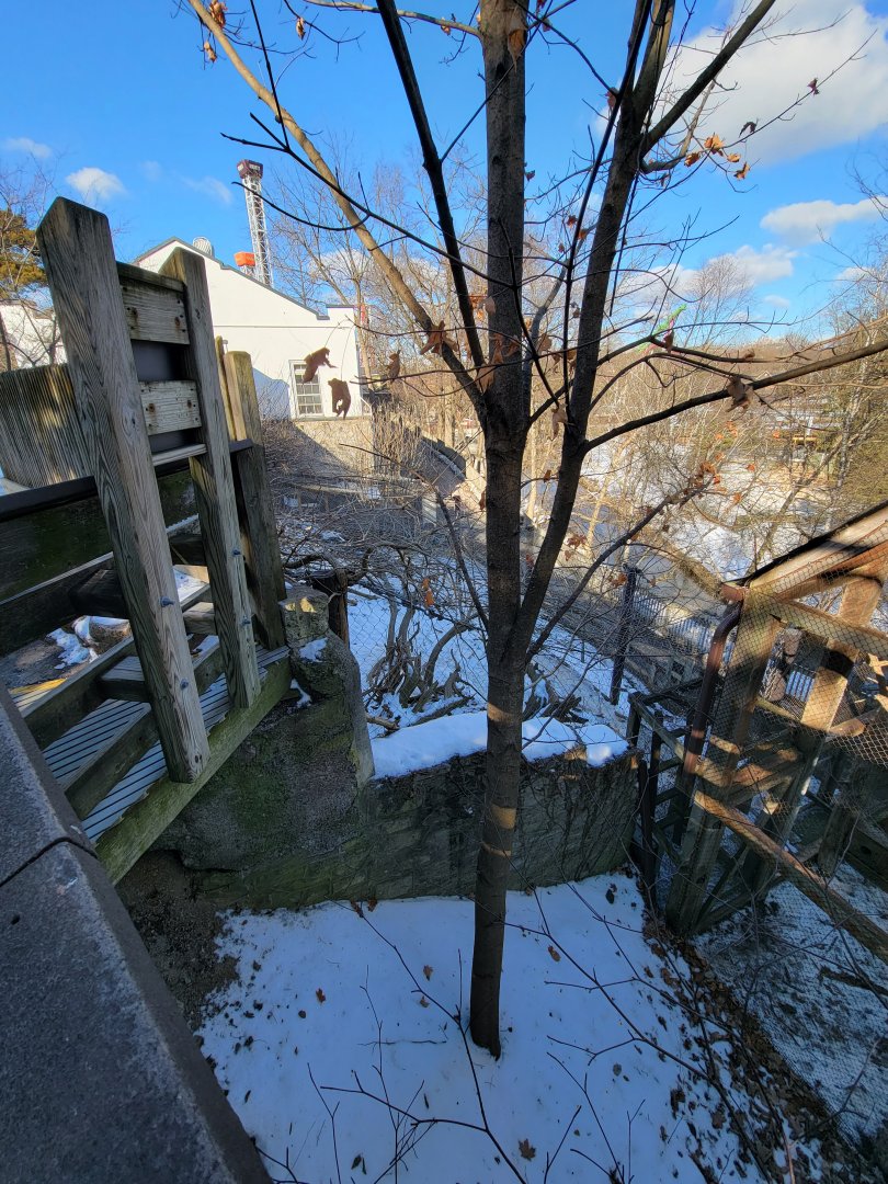 ZooAmerica - End of canada lynx from above