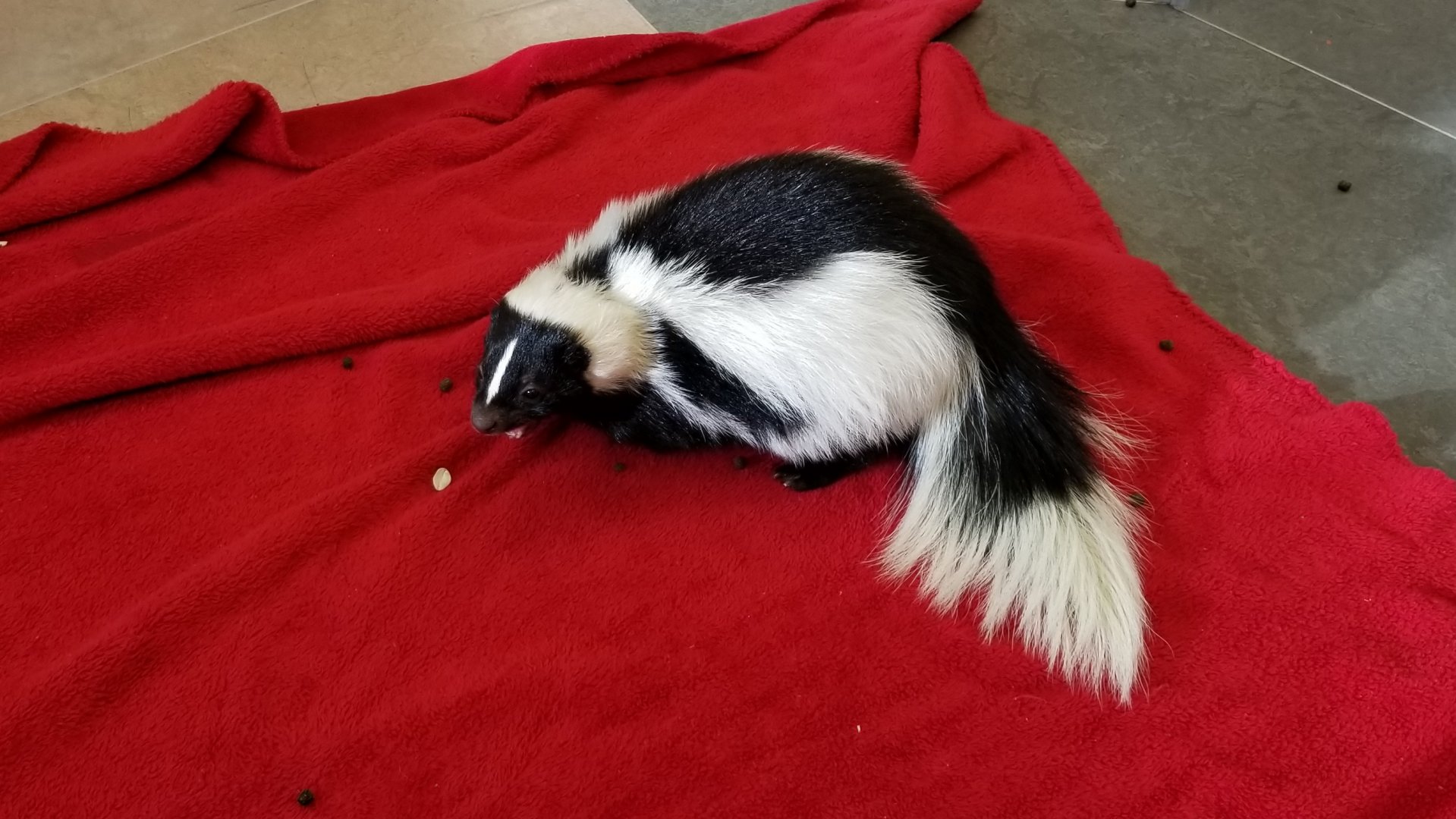 ZooAmerica - female skunk eating