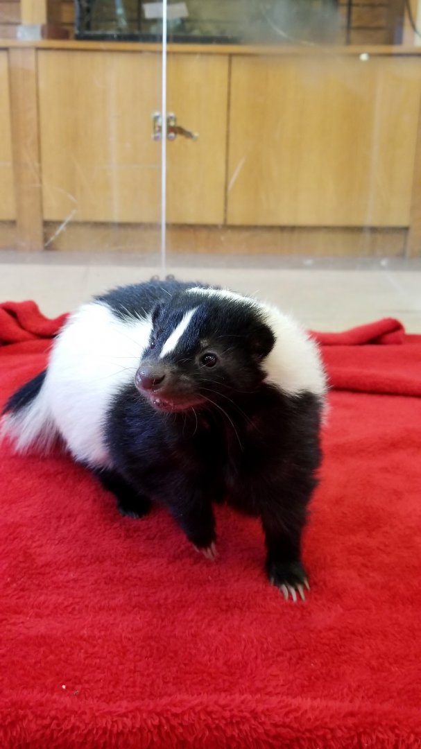 ZooAmerica - female skunk smiling