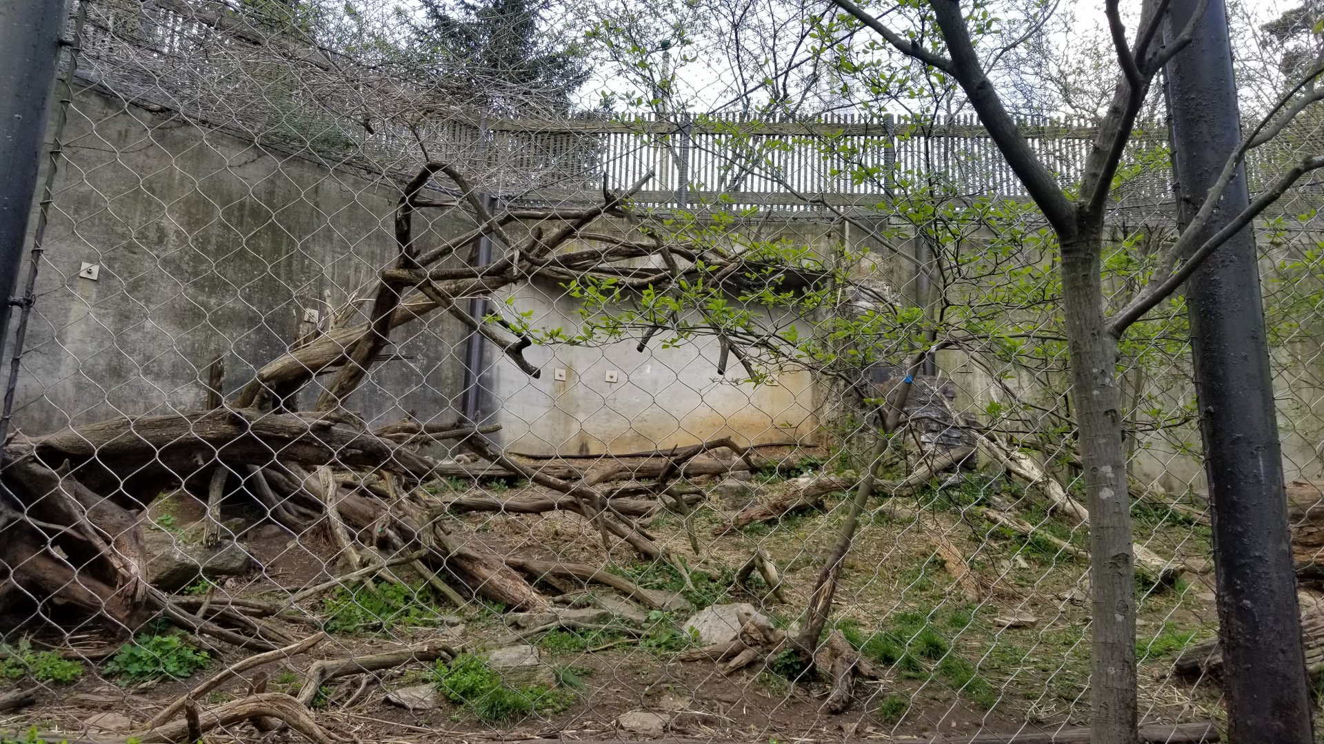 ZooAmerica - Find all three! Canada lynx, left end